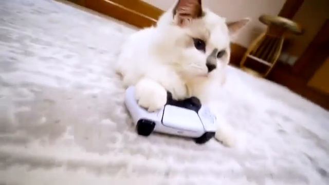 Лучше сегодня вы уже ничего не увидите — старенькая реклама PS5 в тандеме с котиками🐈 #котики #ps5 смотреть онлайн