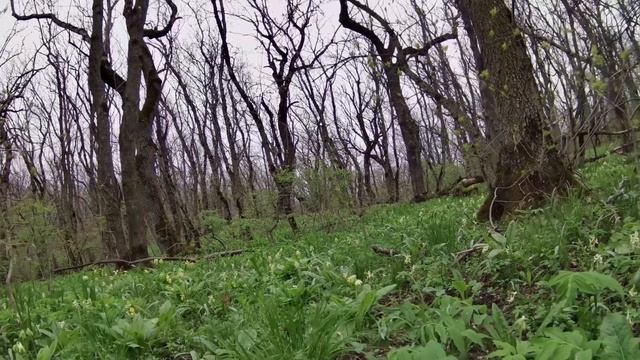 Весенние первоцветы в 4к. Примула. Хохлатка. Мускари. Степные тюльпаны. Форзиция. Футажи цветов.