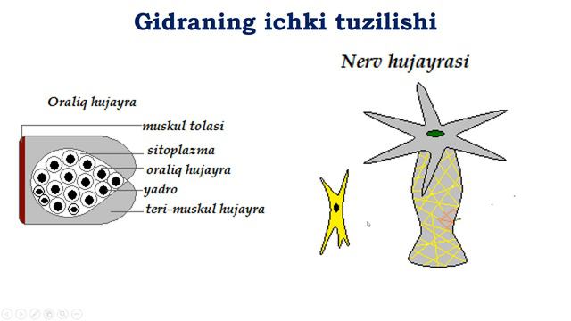 Boshliqichlilar tipi  Kop hujayrali hayvonlar