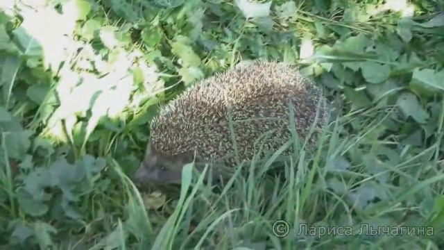 Берегите природу/Take care of nature смотреть онлайн