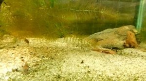 Teleocichla centrarchus, Apistogramma panduro.mp4