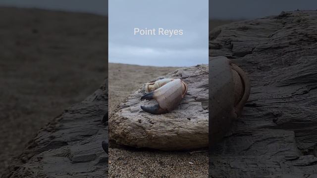 The Pacific #best #explore #fun #family #ocean #crab #sand #memorialday #hiking  #top #adventure