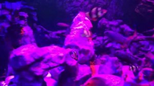 Ночная подсветка в аквариуме, прожекторы