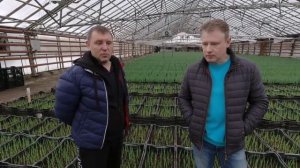 Ирисы зимой. Секреты 100% выгонки