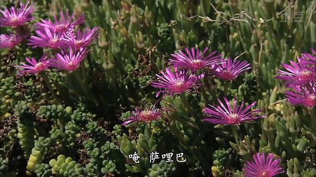 圣无量寿决定光明王陀罗尼 - 本善本幻 Amitayus Mantra - Benshan Benhuan смотреть онлайн