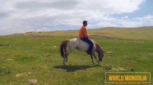 Как монголы объезжают лошадей