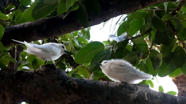 Snowball Please Help Me Fly смотреть онлайн