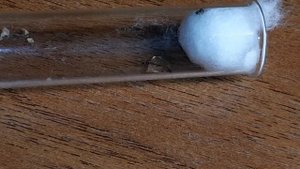 Lasius niger с нуля #3 Первое потомство и первое кормление.