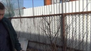 ПРАВИЛЬНАЯ обрезка КРАСНОЙ и БЕЛОЙ СМОРОДИНЫ. Обработка, обрезка и формирование куста