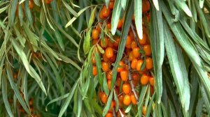 Облепиха. Как выглядит облепиха?