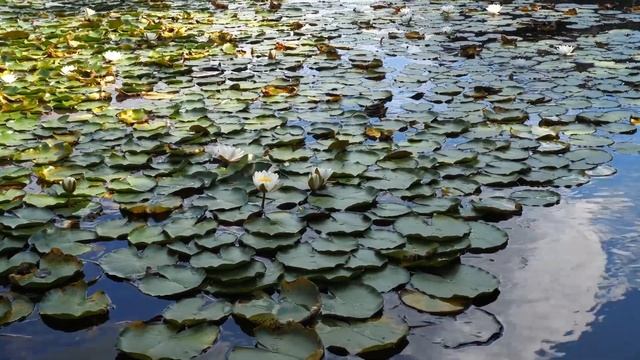 Водяная лилия (РЕЛАКСАЦИЯ) смотреть онлайн