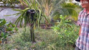 For Growing Mango Tree with Cucumber and grow fruit fast - Unique Technique propagate mango