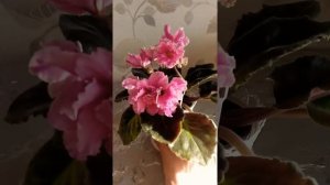 Фиалка КZ-Царев цветок