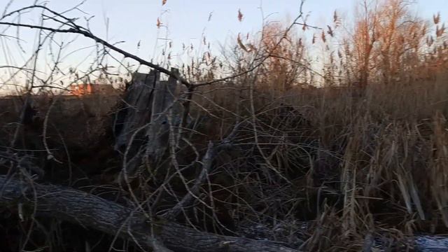 Бобры - Добры??? смотреть онлайн