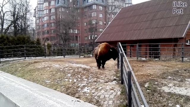 Бизон Размножение на ilikepet смотреть онлайн