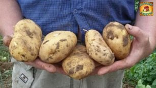 Ранний картофель в Июне! Сажаю теперь только Так Дачные Советы и Секреты хорошего урожая
