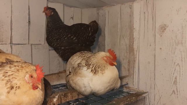 Обзор кур в вечернее время!#курынесушки #chick #куры #петухи #курятник смотреть онлайн