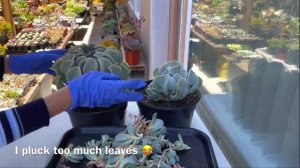 #502 PROPAGATE ECHEVERIA TOPSY TURVY | NHÂN GIỐNG SEN CÚC | 다육식물 | 多肉植物 | SUCULENTAS