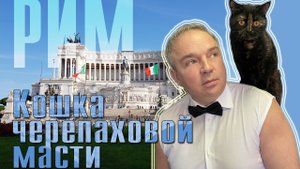 Кошка черепаховой масти