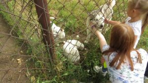 сафари-парк аркуда дети кормят собак