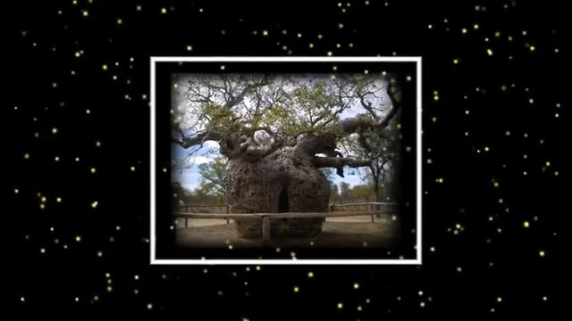 Величественное Дерево Баобаб смотреть онлайн