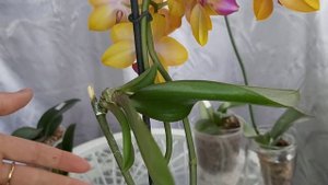 Всего 1 ампула и КОРНИ ПРУТ в ГОРШОК у ОРХИДЕЙ ЛИСТЬЯ ЦВЕТОНОСЫ активизировались