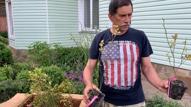 ГОЛУБИКА | РАСПАКОВКА САЖЕНЦЕВ | ОЖИДАНИЕ / РЕАЛЬНОСТЬ! смотреть онлайн