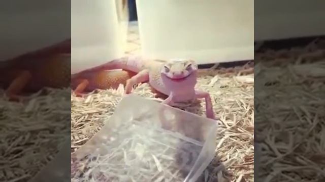 Ящерица улыбается!! #приколы смотреть онлайн