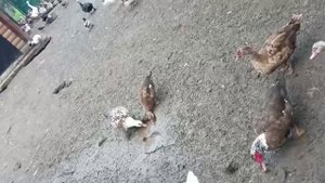 Гуси лебеди