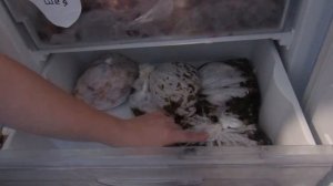 Что в моей морозилке