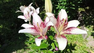 Мои новинки- лилии ЛА-ГИБРИДЫ из Подворья: Sweet sugar, Чайковский.