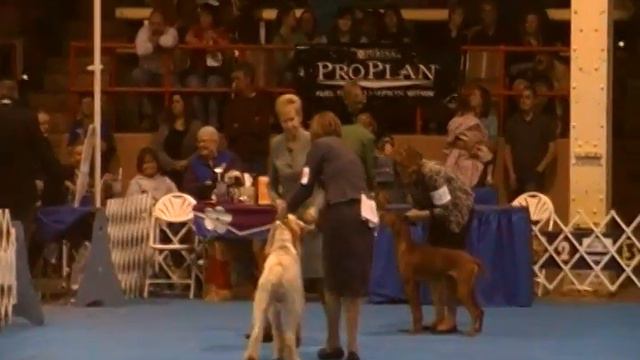 Sheldon in Group Ring (Saturday) смотреть онлайн