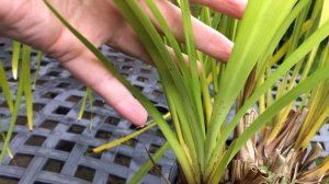 У особенного цимбидиума особенные цветоносы?. Cymbidium 'Yamatonadeshiko' . Mои цимбидиумы