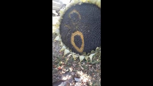 14 число дача, уже холодает красивые закаты поле подсолнухов смотреть онлайн