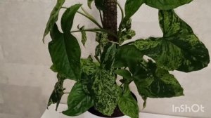 Ставлю сингониум на опору и автополив. Показываю результат