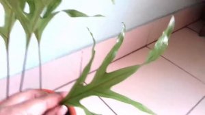 ULTIMATE KANGAROO FOOT FERN CARE GUIDE || MICROSORUM DIVERSIFORLIUM- Houseplant Care || BLOOMING BE