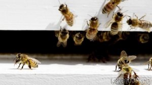 Африканизированная Пчела Убийца - гибрид африканской пчелы с различными видами пчёл.