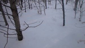 Ориентирование. Стабилизация стрелки компаса