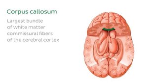 Таламус - Анатомия человека | Kenhub