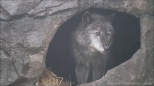 Black Wolf Howls to the Thunder