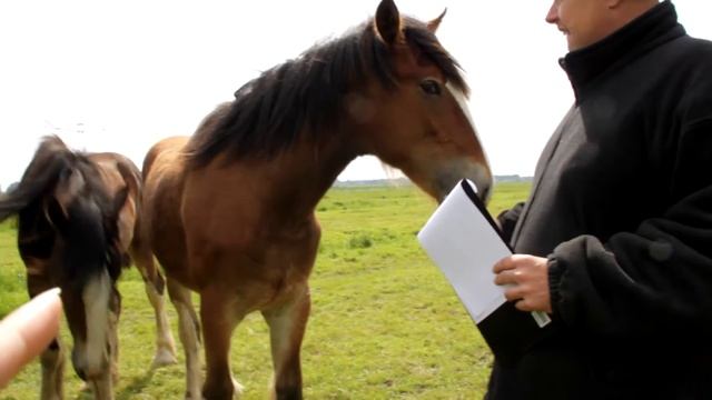 Шайры на продажу 1-2 года (7) смотреть онлайн