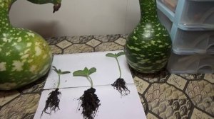 Лагенария (бутылочная тыква)--- Подвой для прививки арбузов, дыни, огурцов.