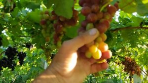 Сорта винограда с мускатом Королёк и Ласточка