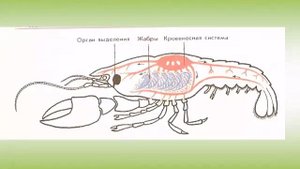 Дыхательная система животных