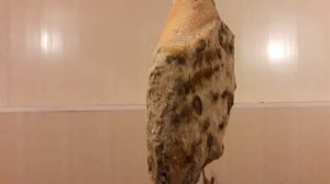 Прошло 10 месяцев созревания хамона в домашних условиях!