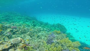 Dahab 2015 Red Sea, Egypt (Дахаб, Красное море, Египет)