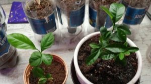 Виноград из косточки.  Первый опыт.