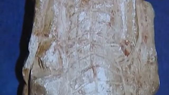 Выставка подделок смотреть онлайн