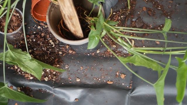 PLANKS FOR HOUSEPLANTS  syngonium mottled
