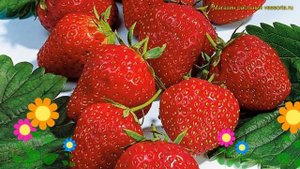 Земляника садовая Эльвира. Краткий обзор, описание характеристик fragaria ananassa Эльвира